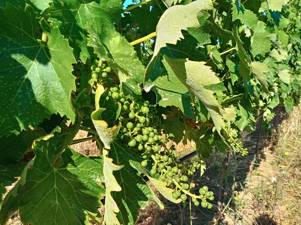 uvas creciendo rápido tenuta le mandorlaie