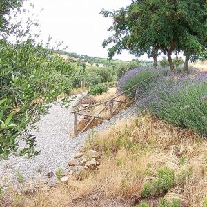 agroturismo lavanda tenuta le mandorlaie