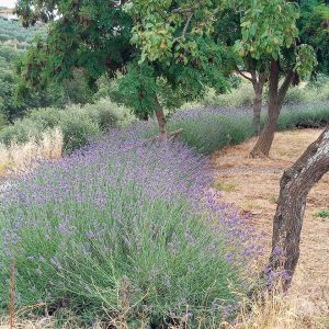 lavendel sommerhus agriturismo tenuta le mandorlaie