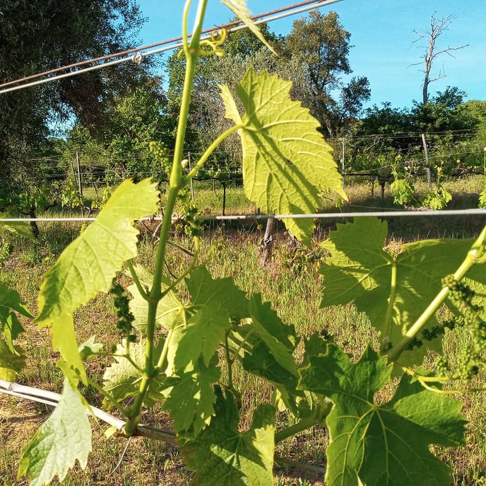 vineyard work