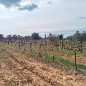 Προστασία από παγετό αμπελώνα