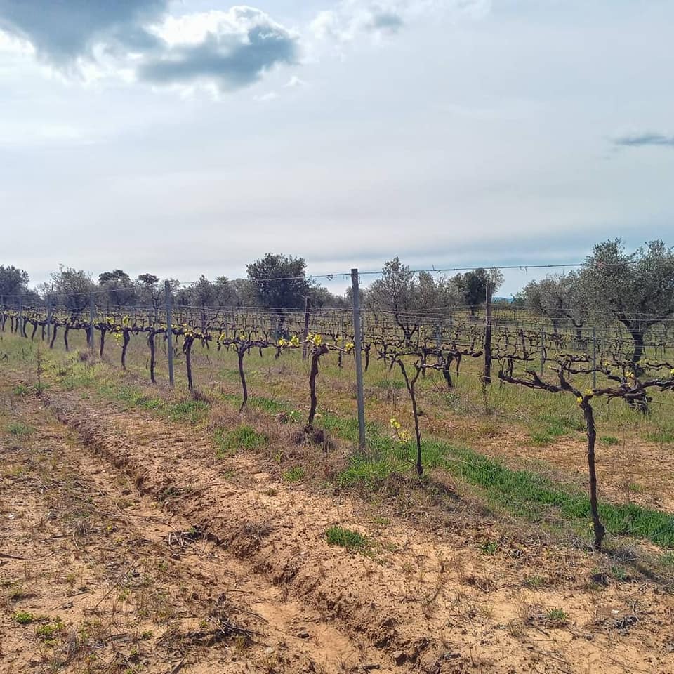 Proteção contra geada em vinhedos