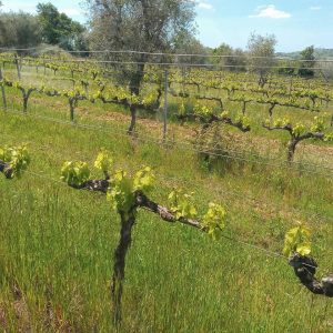 planting a new vineyard
