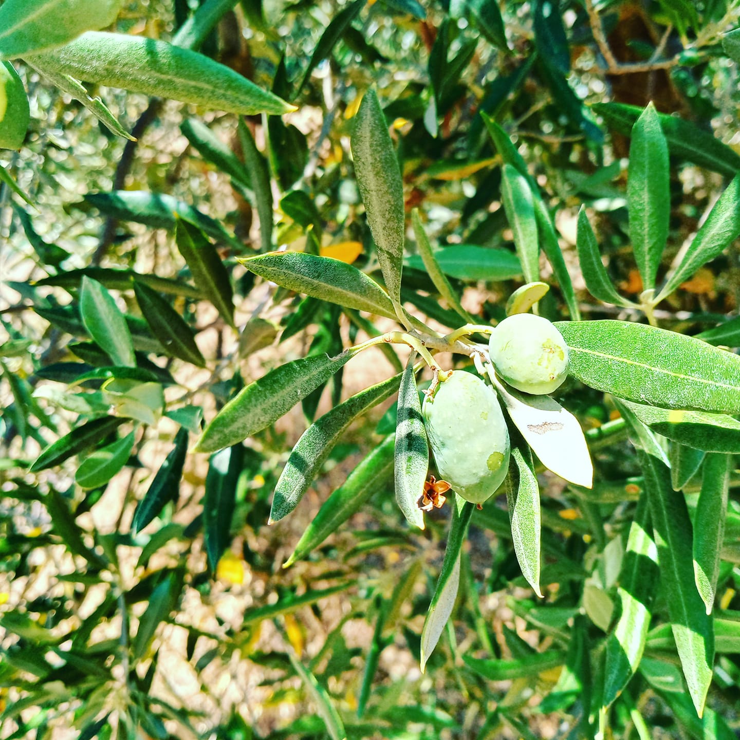 olive oil creation tenuta le mandorlaie