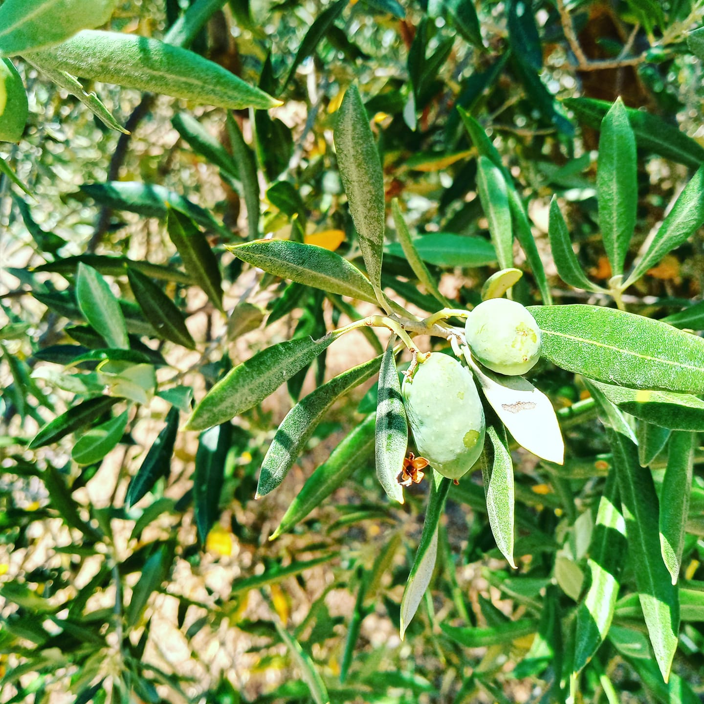 creazione di olio d'oliva tenuta le mandorlaie