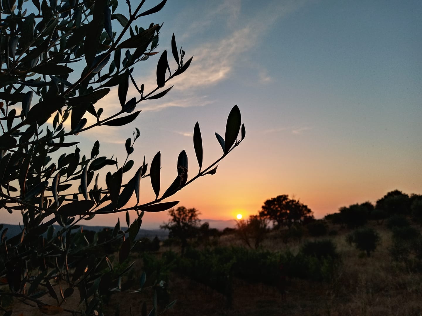 dzika przyroda maremma