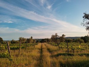 Rezerwacja Tenuta Le Mandorlaie