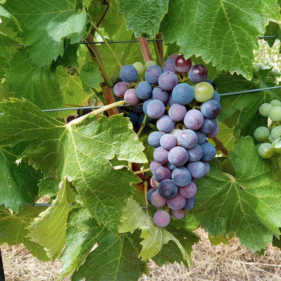 nachhaltiger Weinberg in der Toskana