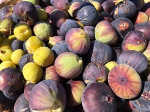 figs tuscany maremma