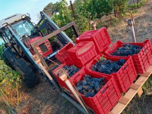 torne-se um agricultor na Toscana