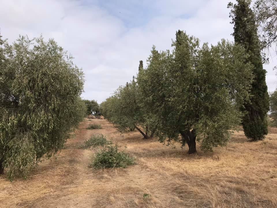 potatura olive tenuta le mandorlaie