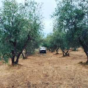 ελαιώνας maremma