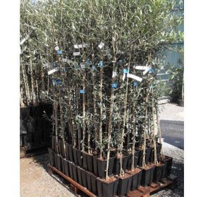 planting olive trees