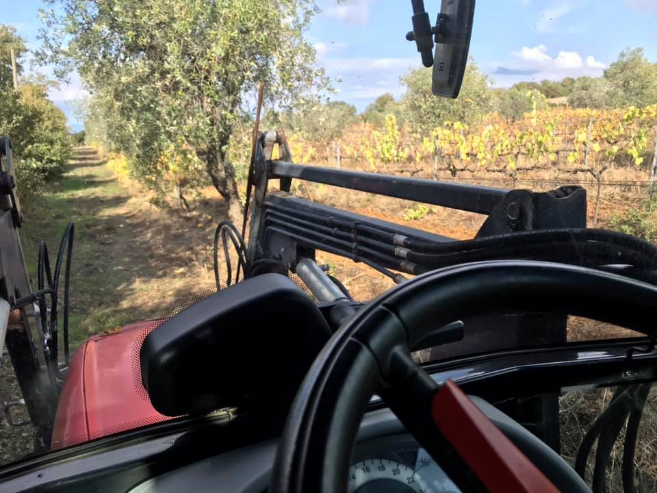 fertilising vineyard tenuta le mandorlaie