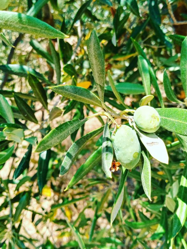 adopt an olive tree