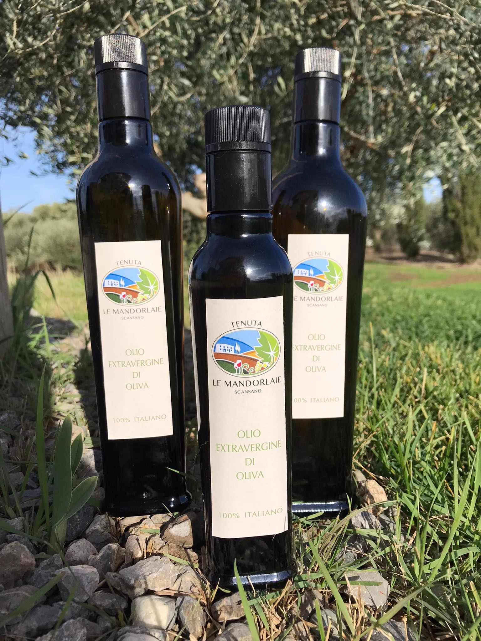 best olive oil in italy