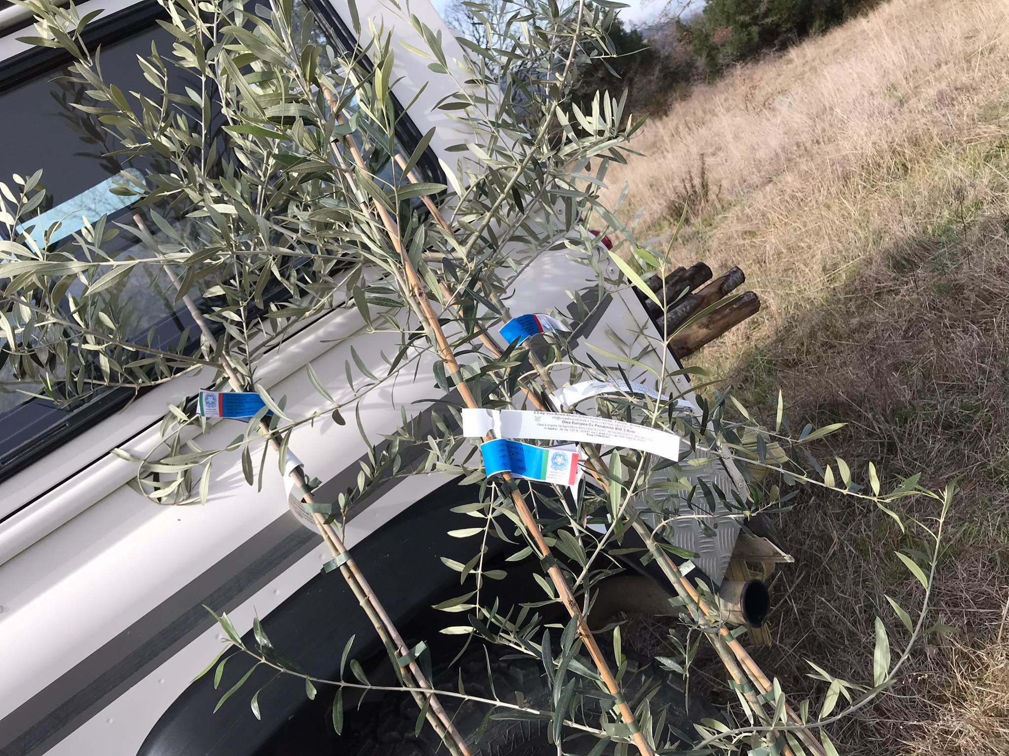 adopt an olive tree in tuscany