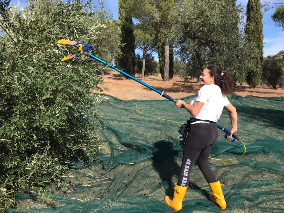 olive harvesting tenuta le mandorlaie