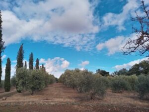 adopt an olive tree
