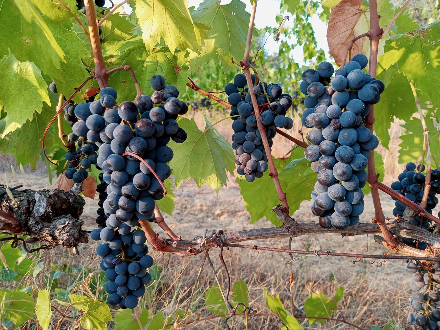 Sustainable Agriturismo vineyard