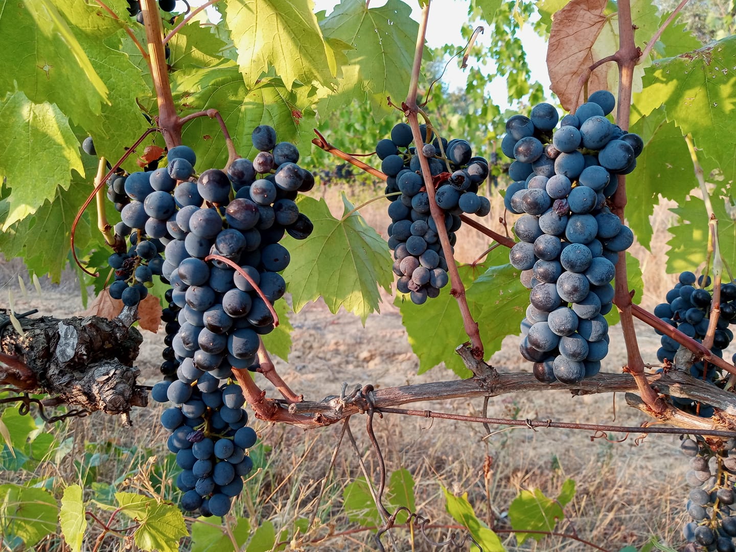 Sangiovese