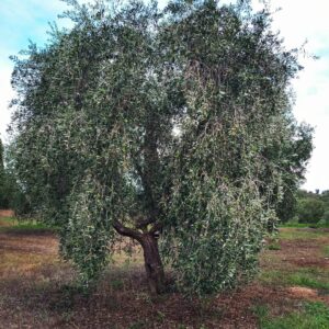 olive tree pendolino tenuta le mandorlaie tuscany