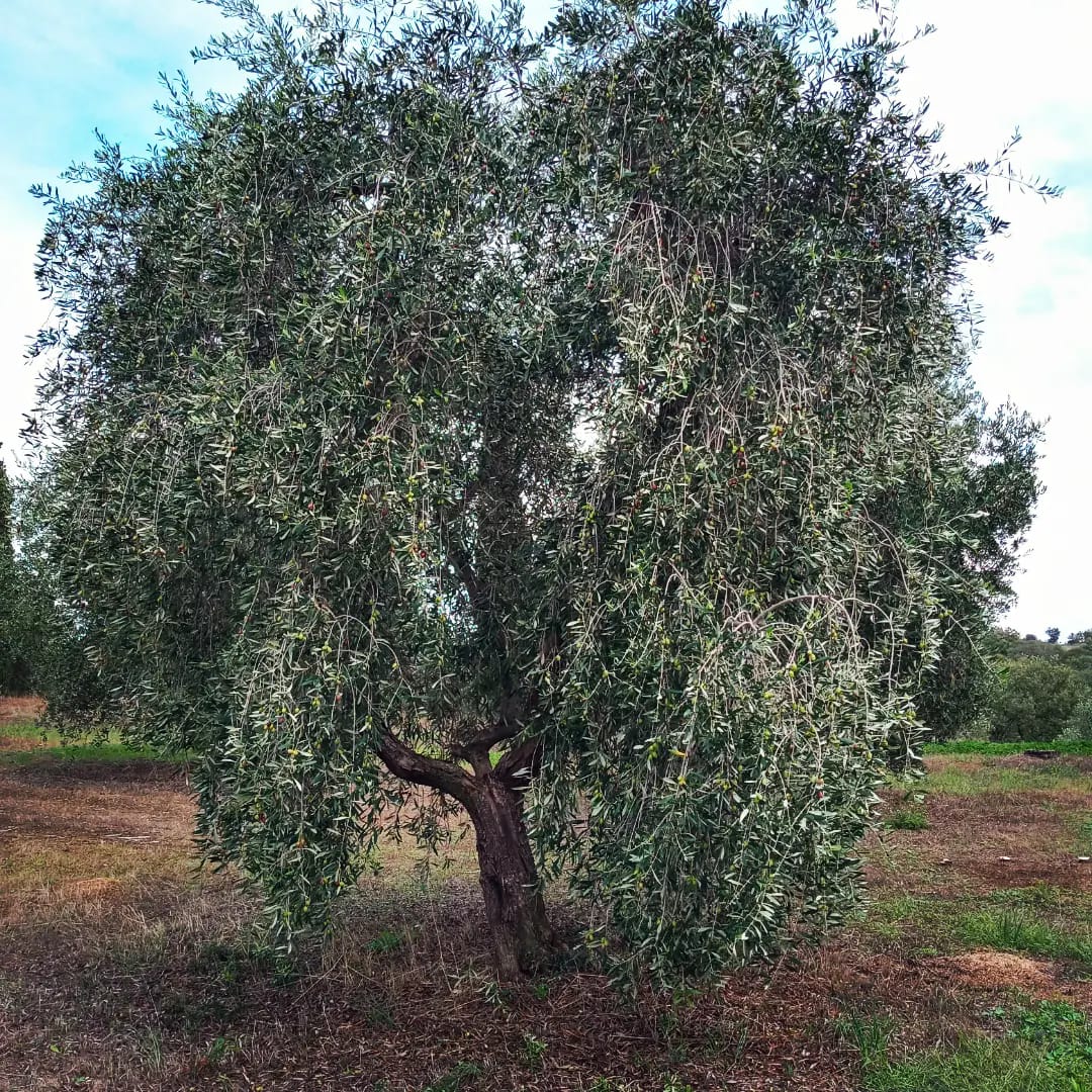 Poda de oliveiras