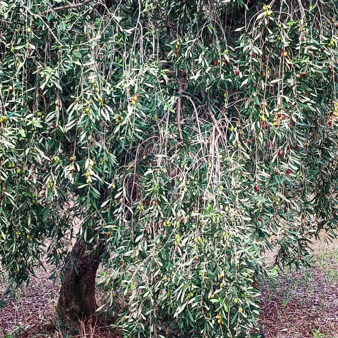 when to harvest olives