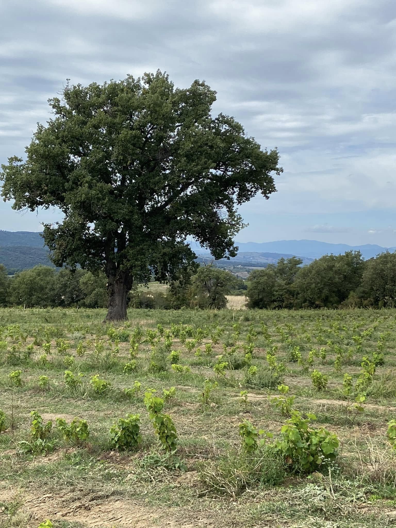 new vineyard in Tuscany
