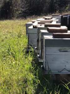 l'apiculture en Toscane