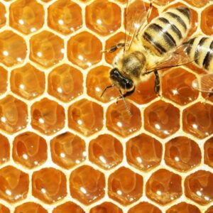 Adopt a beehive in Tuscany