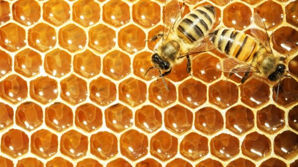 Adopt a beehive in Tuscany
