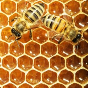 adopt a beehive