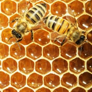 Adopt a beehive in Tuscany