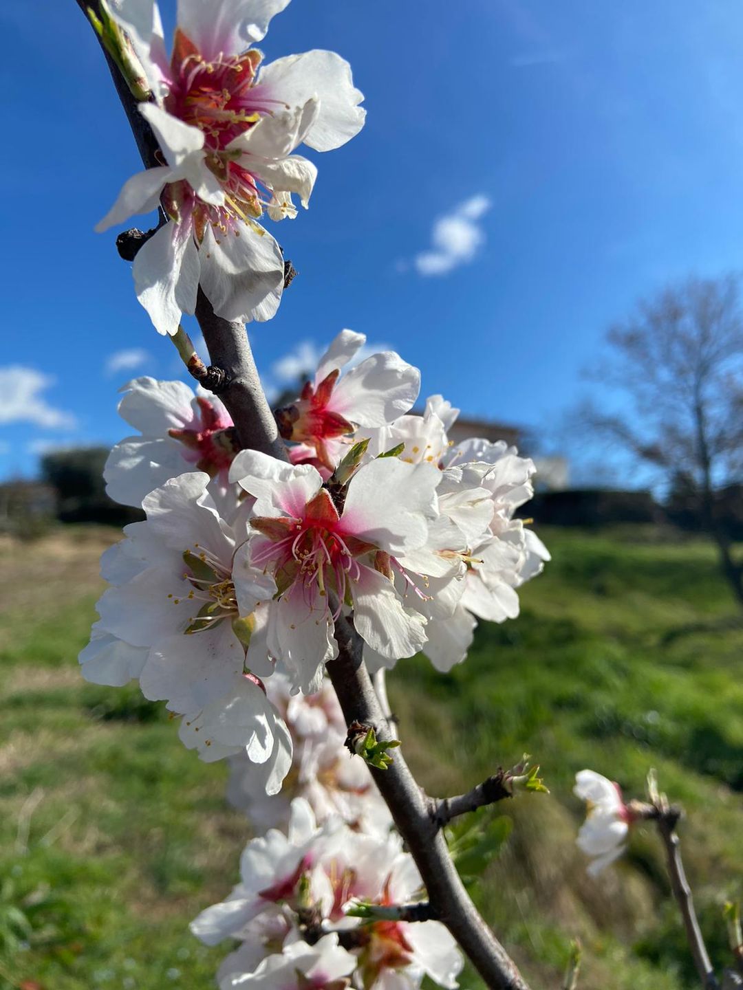 Maremma Toscana