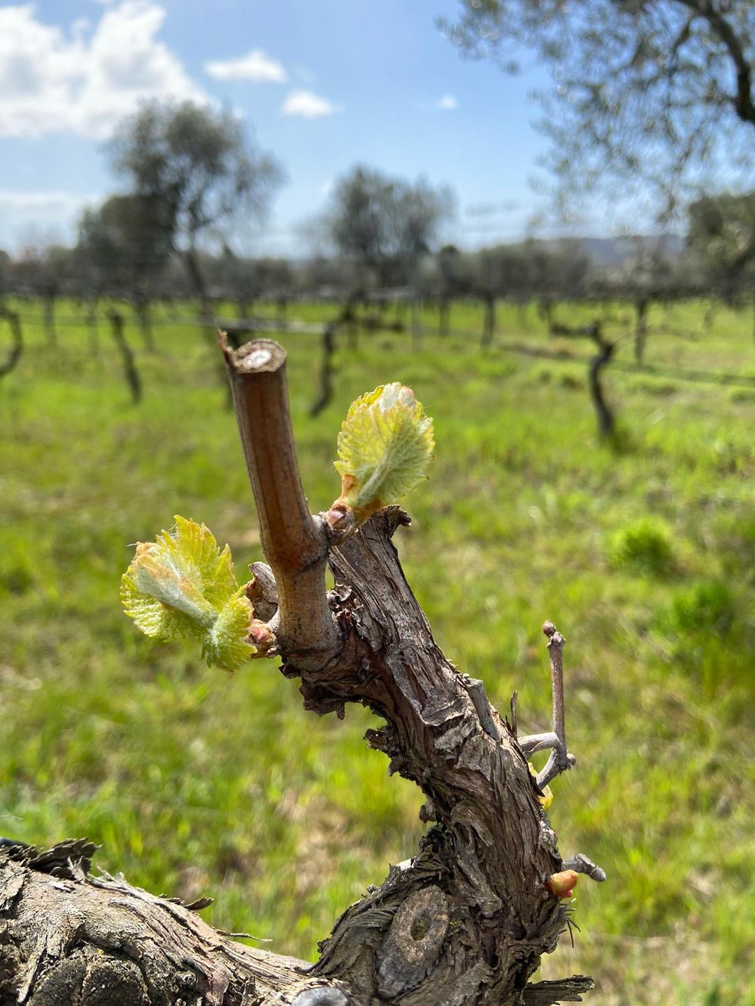 wiosenny nowy wzrost winorośli tenuta le mandorlaie Sangiovese