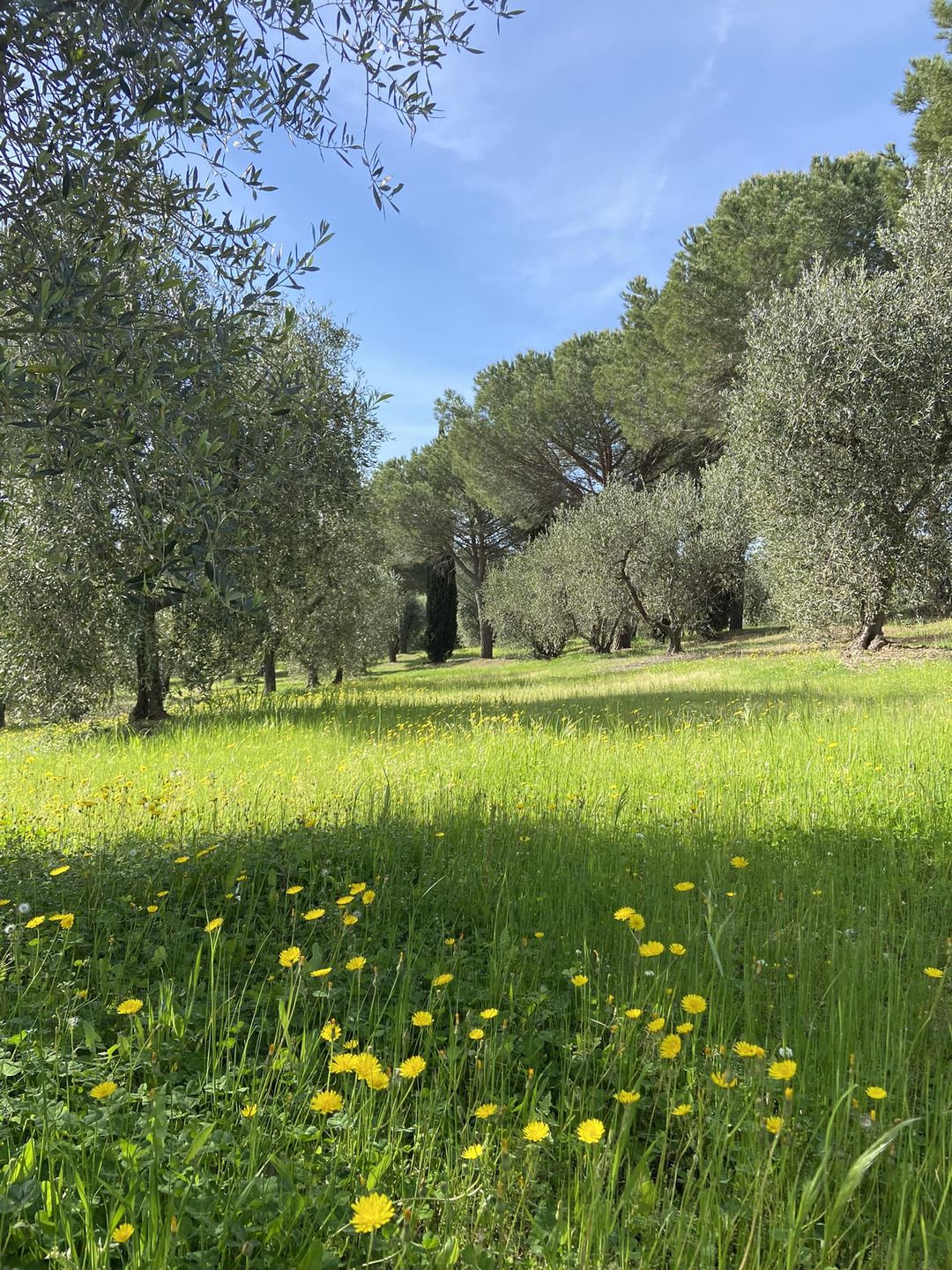 tenuta le mandorlaie