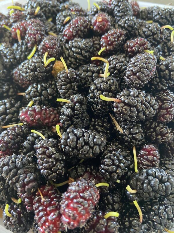 Mulberries